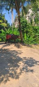 Foto 4 de 5