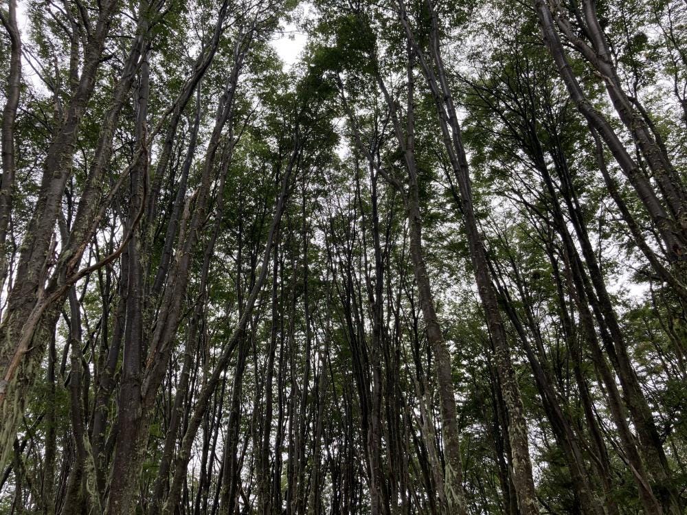 Foto 2 de 4