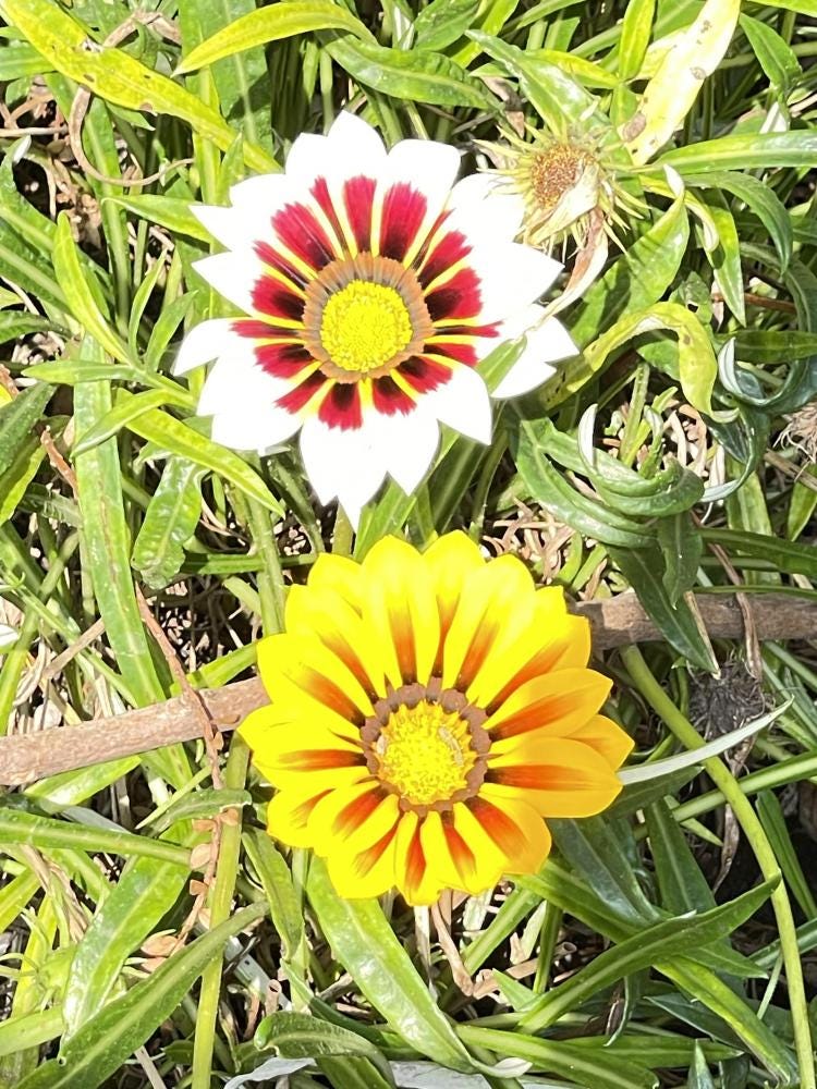 Foto 5 de 9