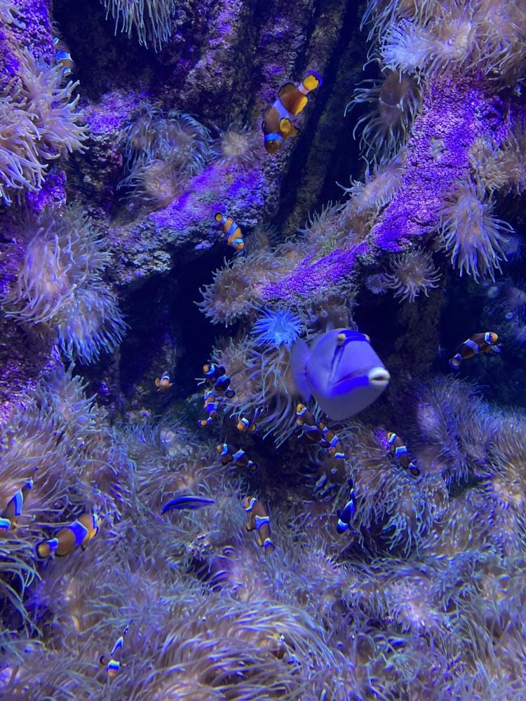 Foto 1 de 1