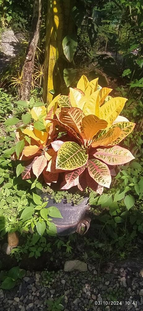 Foto 1 de 4