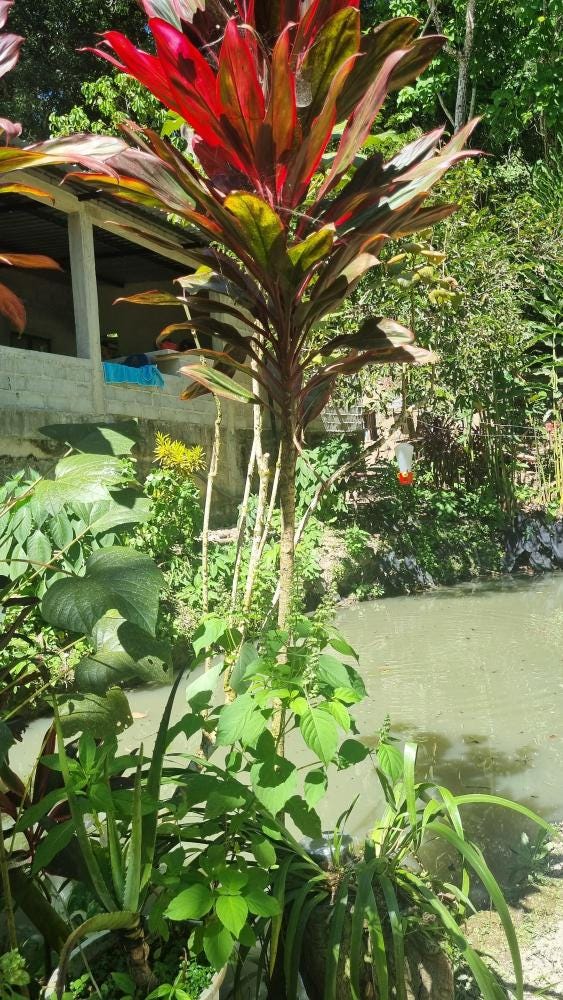 Foto 4 de 5