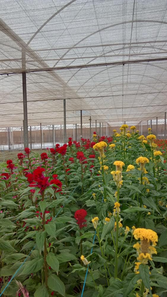 Foto 3 de 5