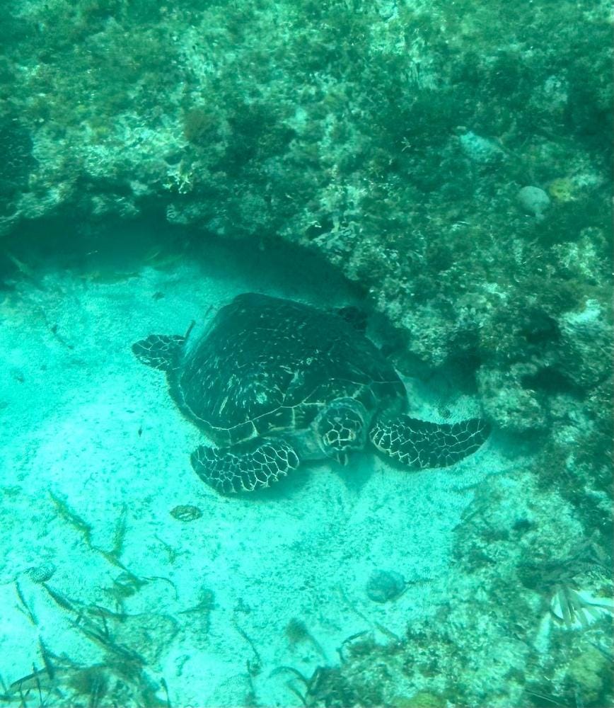 Foto 1 di 2