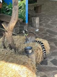 Foto 2 de 6