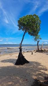 Foto 4 de 6