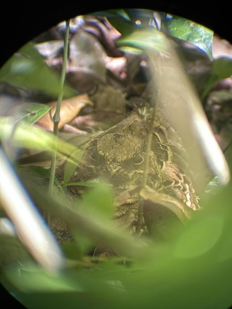 Foto 1 de 2
