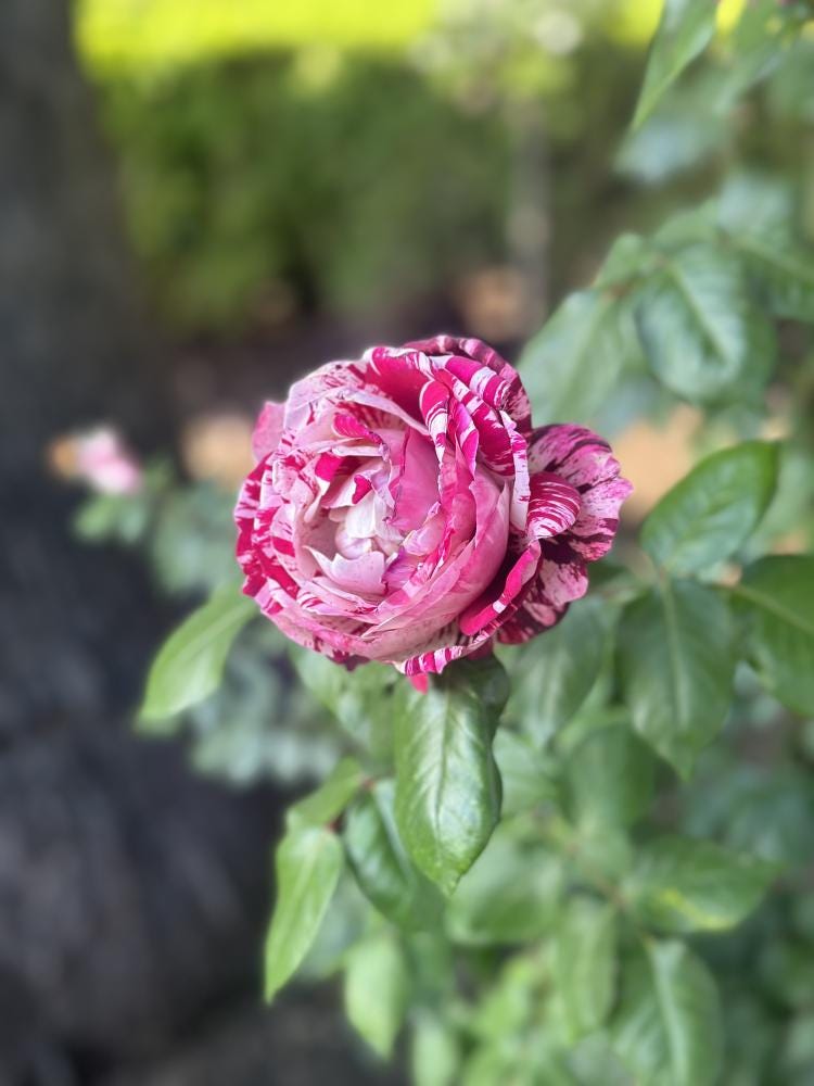 Foto 5 di 7