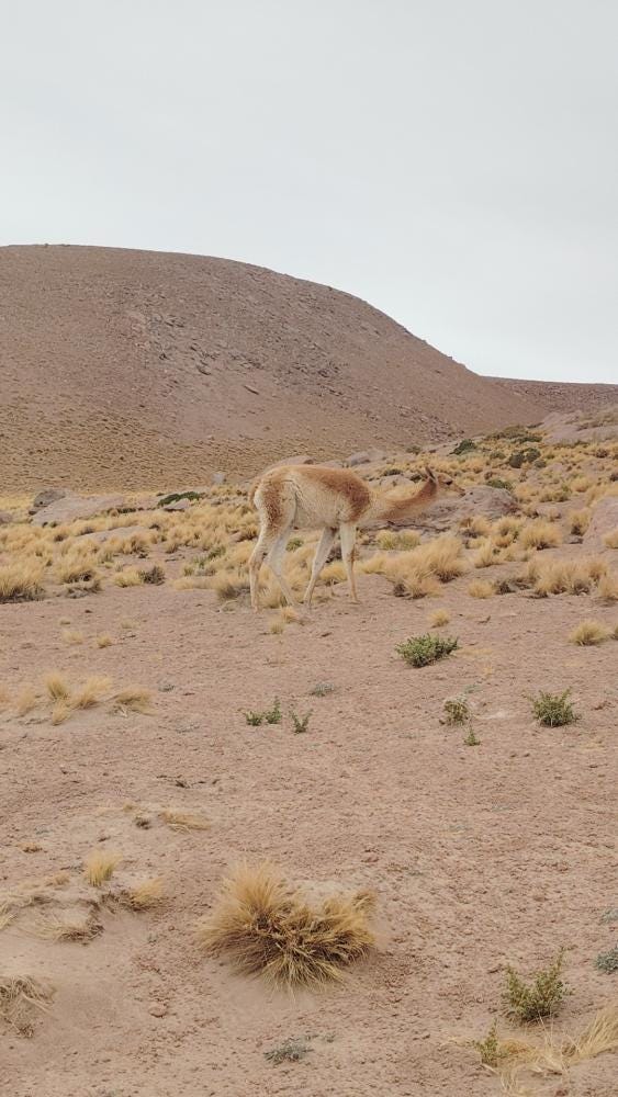 Foto 4 de 8