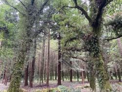 Foto {1} di {2}