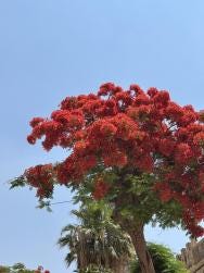 Foto {1} di {2}