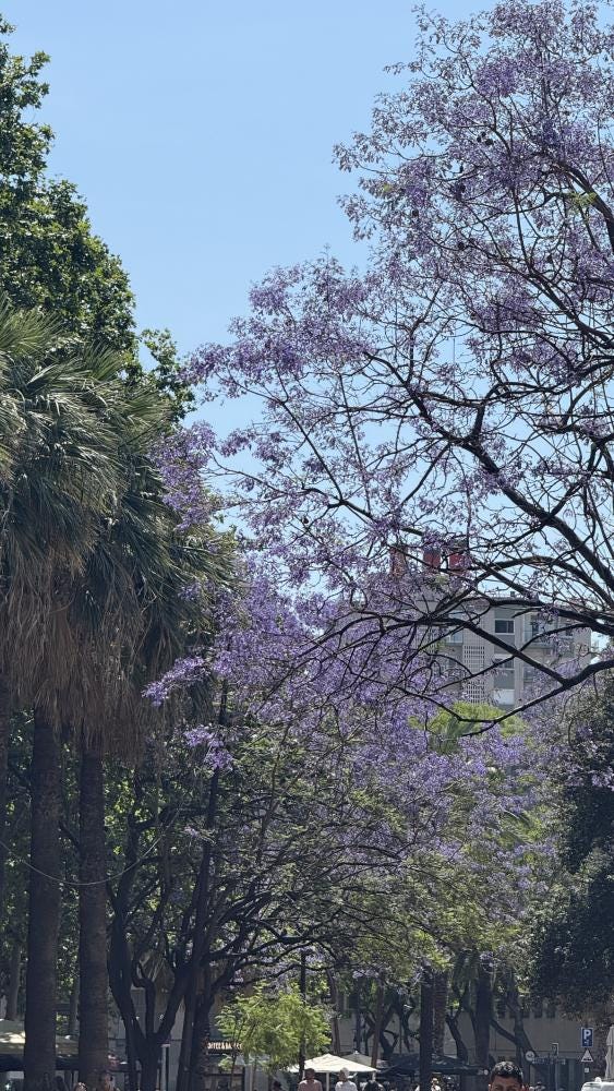 Foto 1 de 1