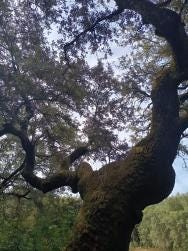 Foto 1 de 2