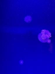Image {1} of {2}