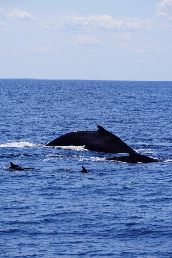 Foto 1 de 2