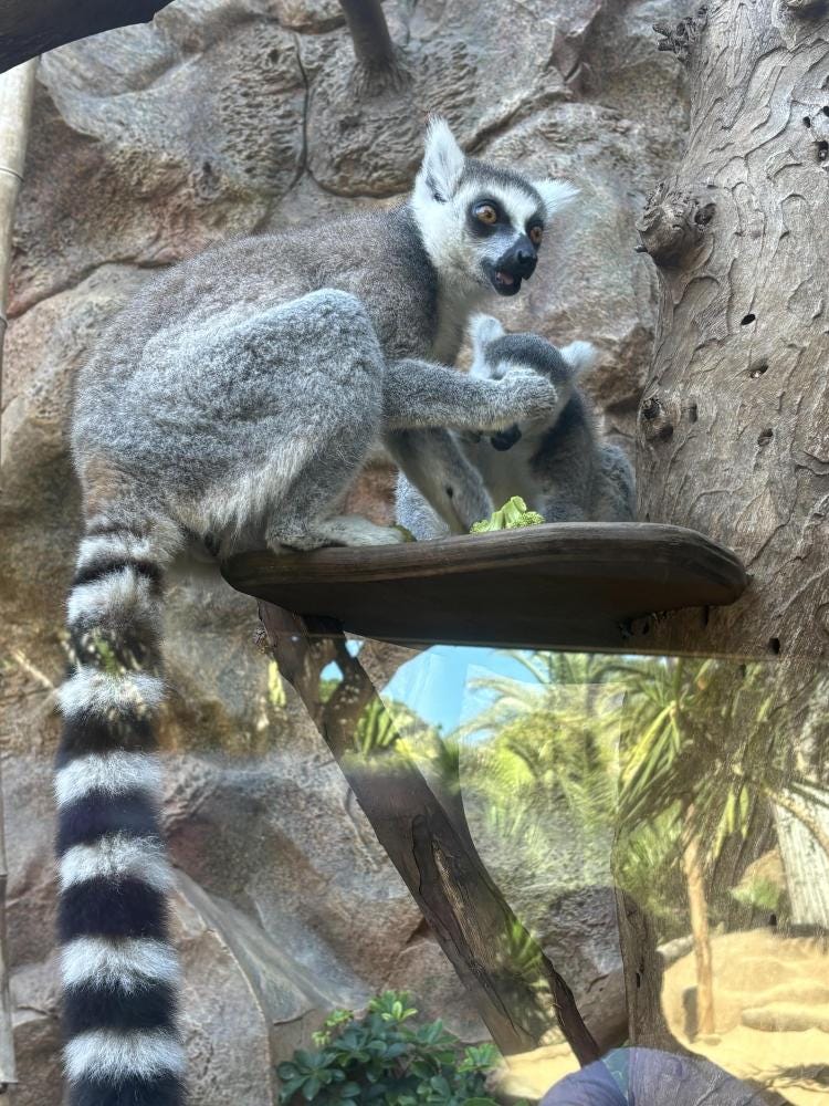 Foto 4 de 11