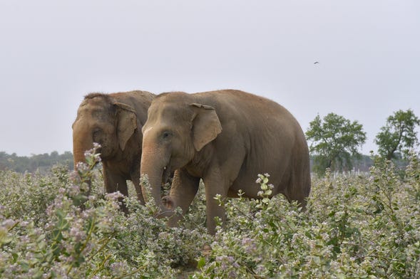 Excursión al Centro de Conservación y Cuidado de Elefantes