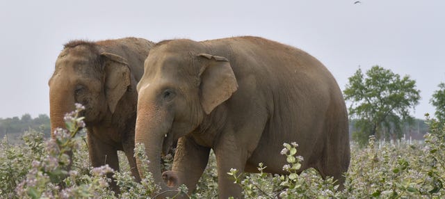 Excursion au Centre de conservation et de soins des éléphants