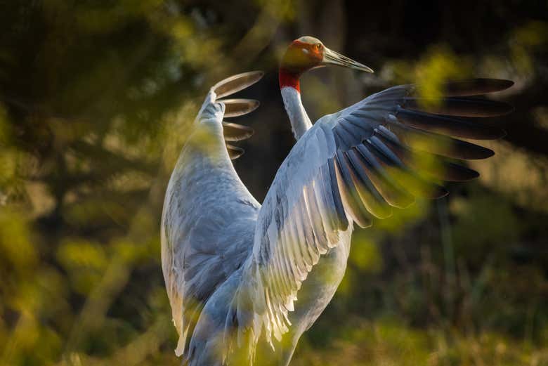 Avistamiento de aves en el Parque Nacional Keoladeo