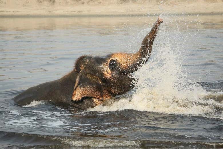 Un elefante che fa il bagno