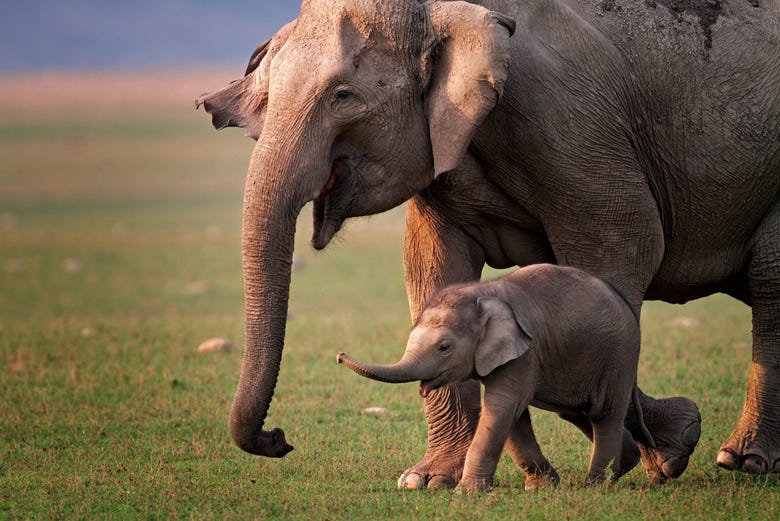 Un elefante con su cría