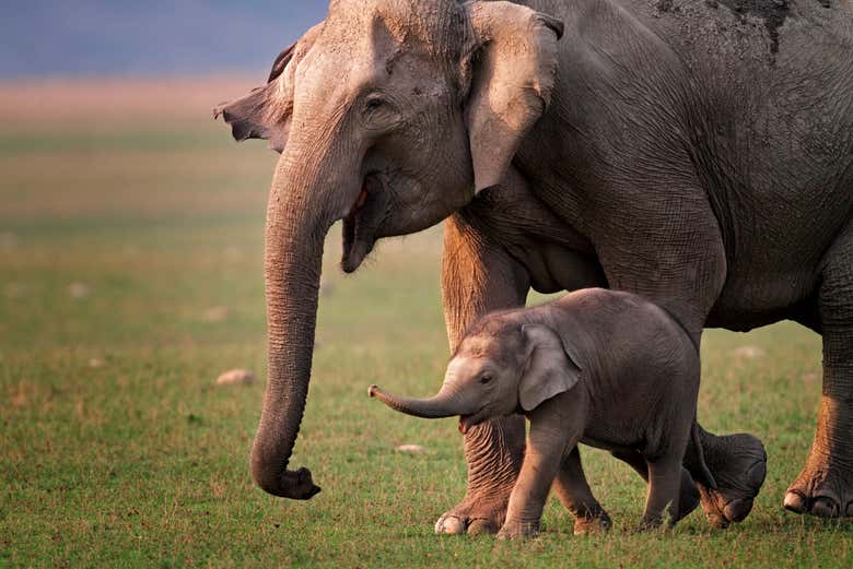 Un elefante con su cría