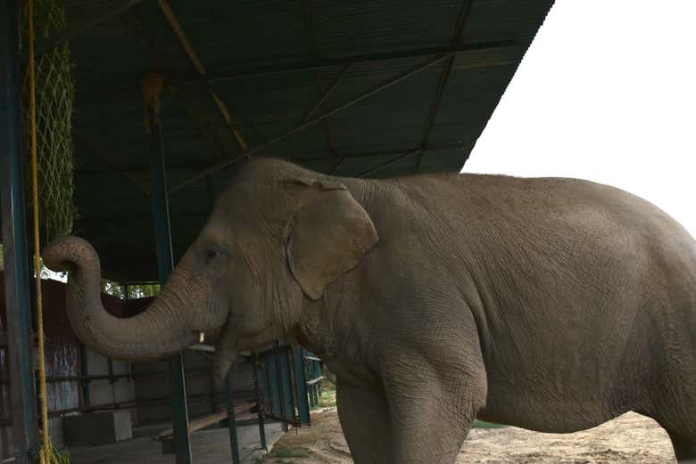 Un elefante al centro di conservazione