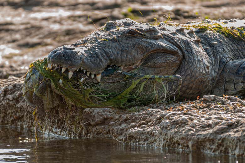 Um crocodilo na reserva do vale do Chambal