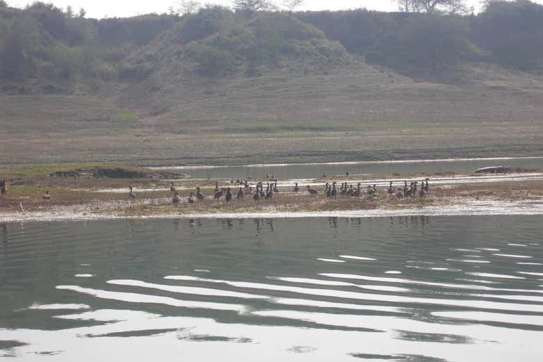 Famílias de aves junto ao rio