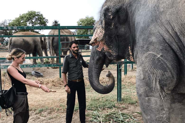 Acariciando os elefantes