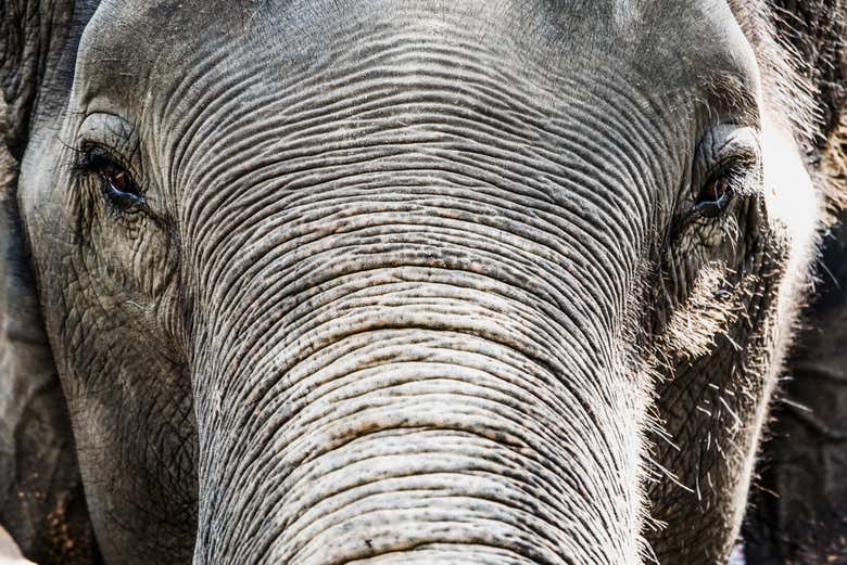 Proboscide dell'elefante