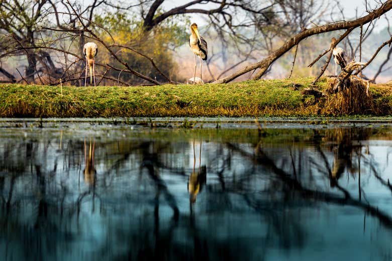 Recorriendo el Parque Nacional Keoladeo
