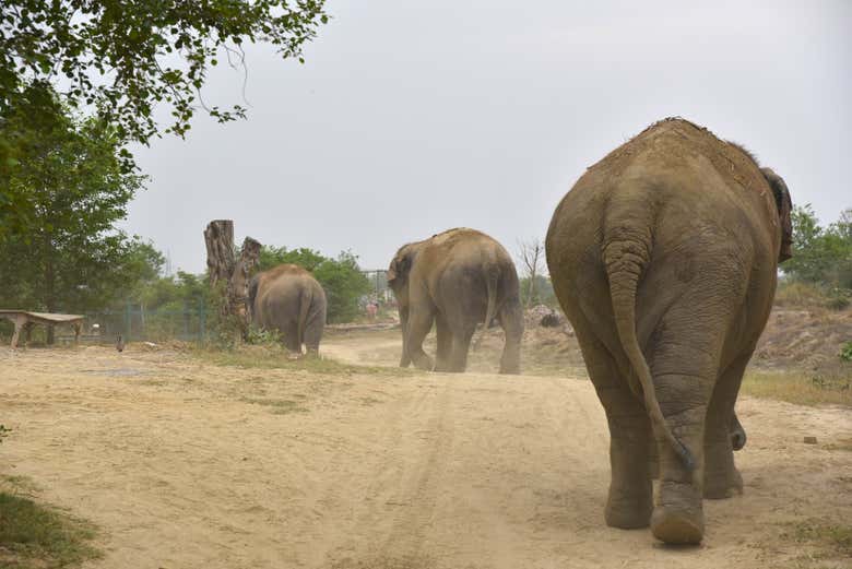 Una passeggiata con gli elefanti
