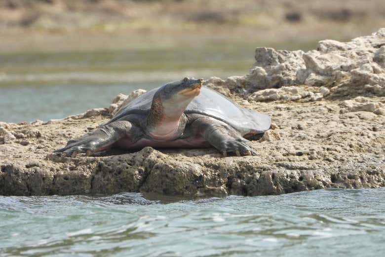 Tartaruga indiana de carapaça mole