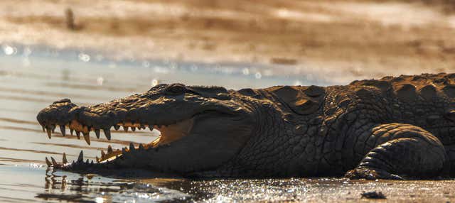 Chambal Valley Safari