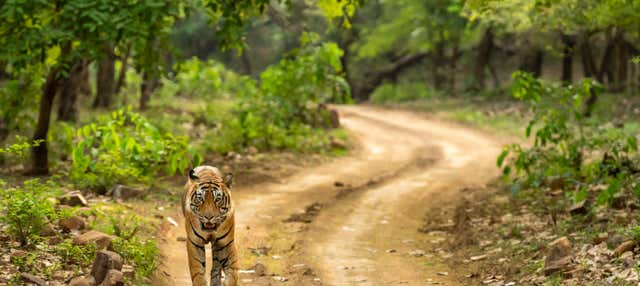 Tour de 8 dias pelo Triângulo de Ouro + Ranthambore