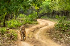 Circuit de 8 jours au Triangle d'Or + Ranthambore