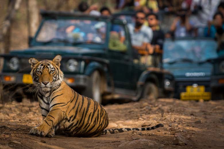 Recorriendo el Parque Nacional Ranthambore