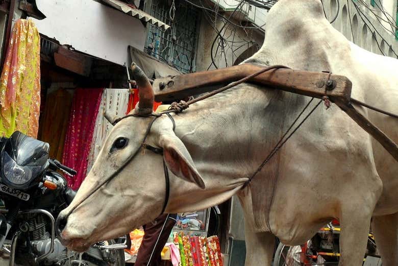 Conociendo la Delhi más auténtica