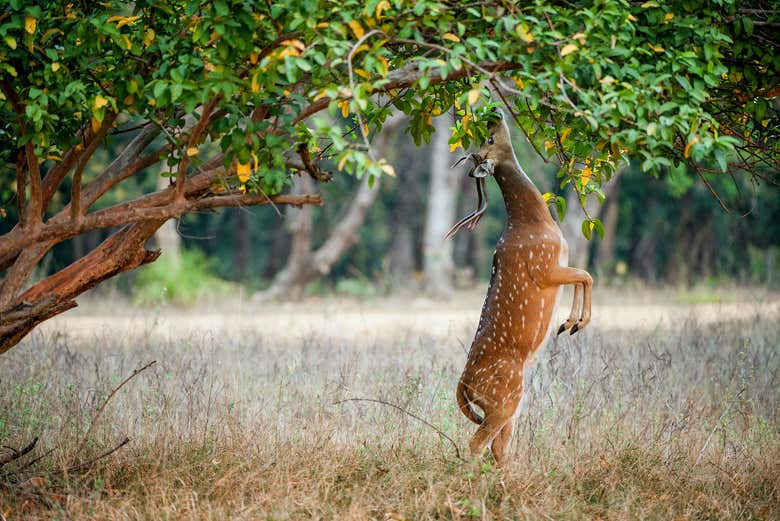 Un ciervo comiendo de los árboles