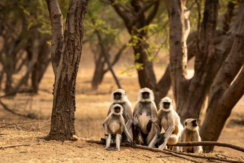 Una familia de langur indio