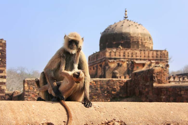 Monos en el fuerte de Ranthambore