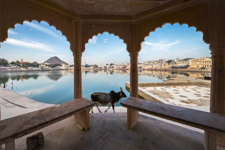 Lac sacré de Pushkar