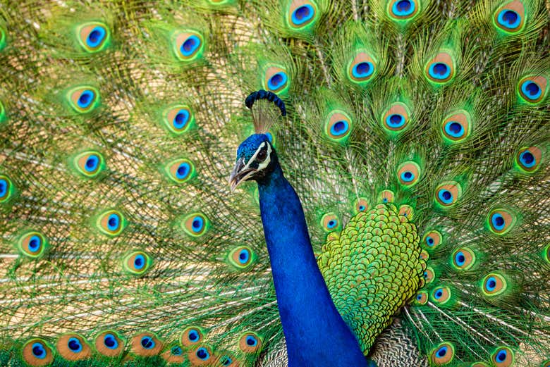 Un pavo real