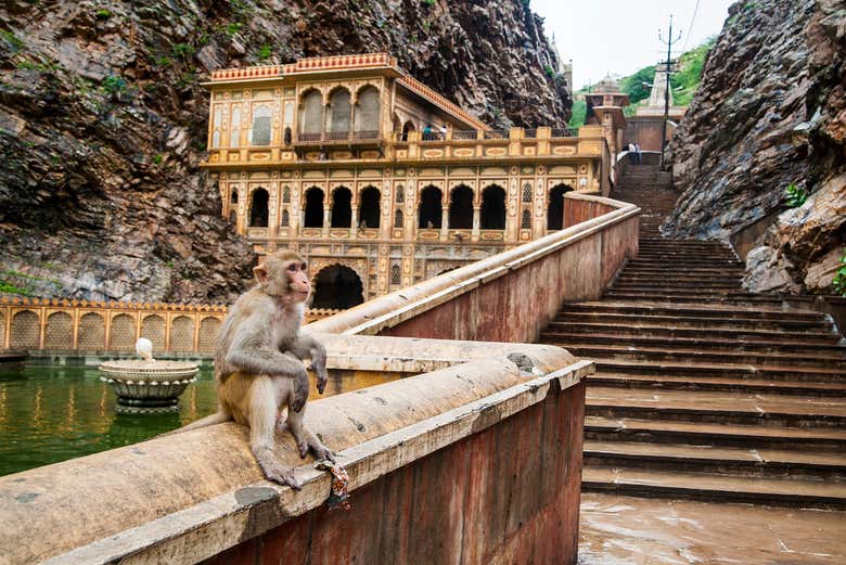 Galtaji, Jaipur's monkey temple