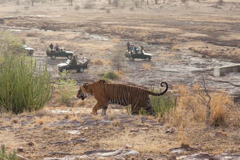 Un grupo de jeeps viendo un tigre en Ranthambore