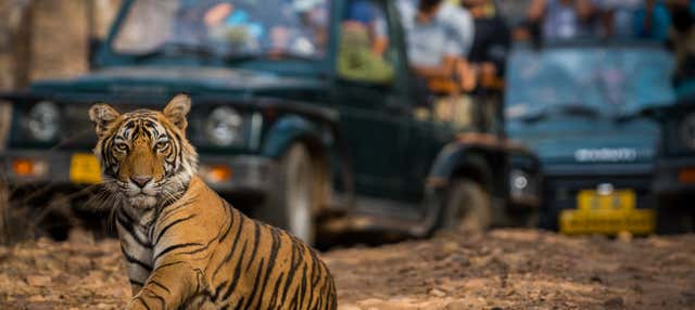Safari de 2 días por Ranthambore
