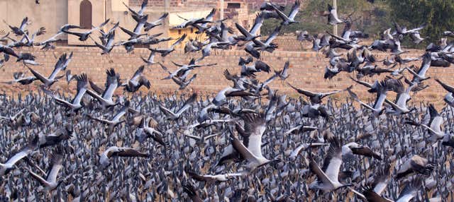 Day Trip to Osian & Khichan from Jodhpur