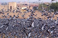 Day Trip to Osian & Khichan from Jodhpur