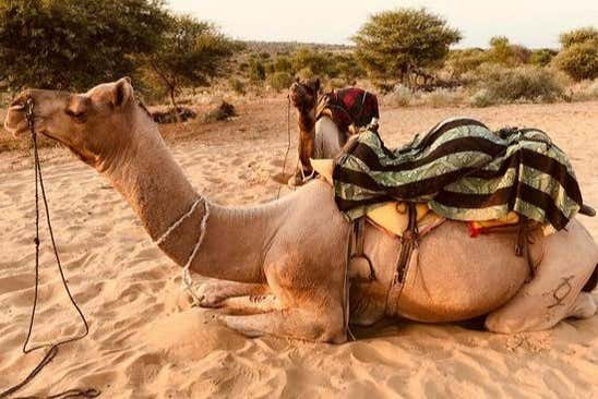 Camello en el desierto de Thar